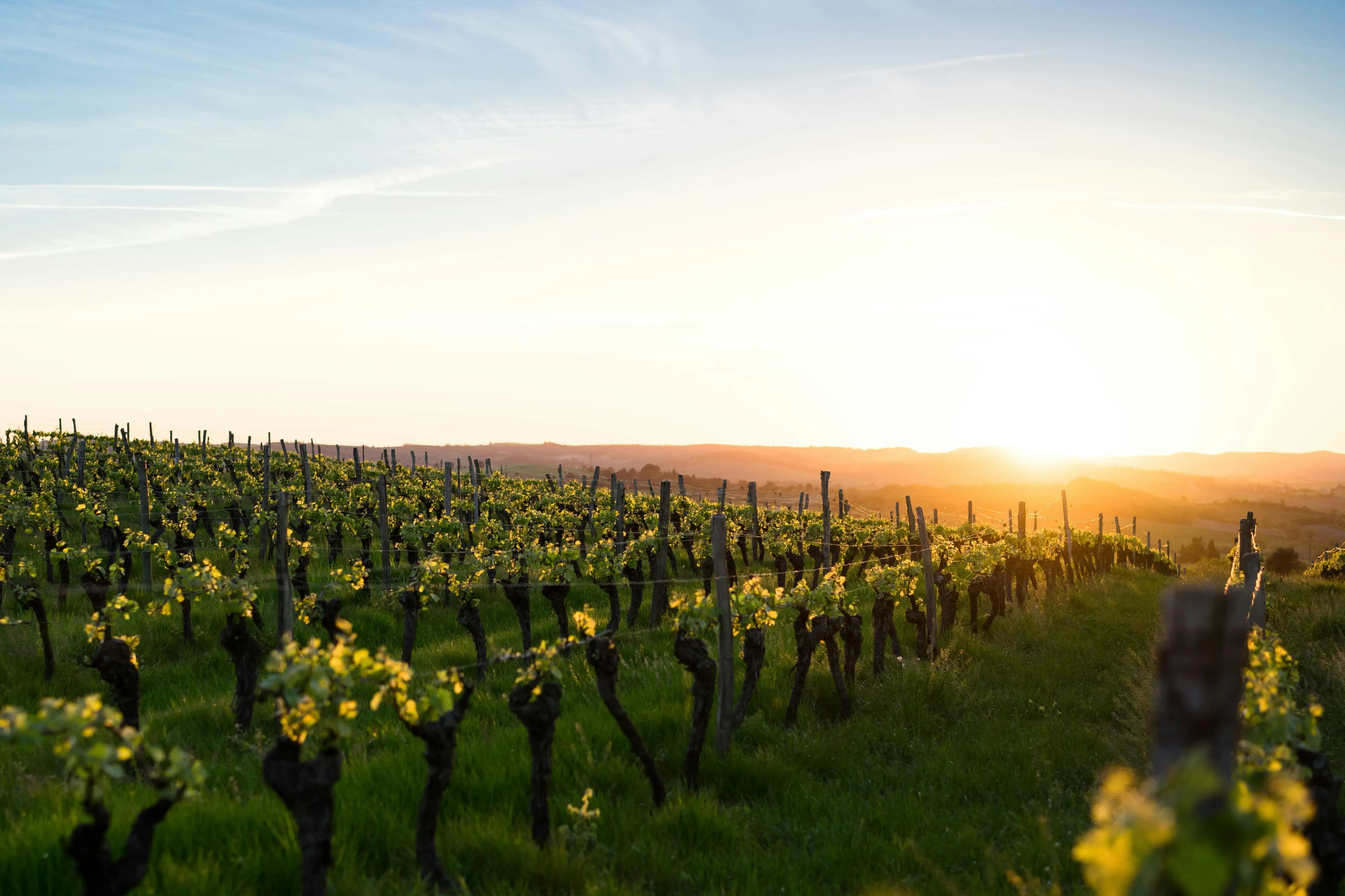 Vineyard landscape in the Tokaj wine region
